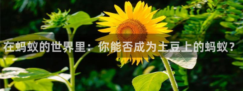 betway西汉姆：在蚂蚁的世界里：你能否成为土豆上的蚂蚁？
